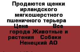 Продаются щенки ирландского мягкошерстного пшеничного терьера › Цена ­ 30 000 - Все города Животные и растения » Собаки   . Ненецкий АО